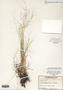 Aristida oligantha image