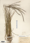 Aristida purpurascens image
