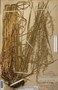 Arrhenatherum elatius image