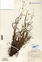 Bromus commutatus image