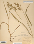 Bromus kalmii image