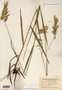 Bromus kalmii image