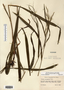 Bromus pubescens image