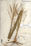 Calamovilfa longifolia image