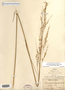 Calamovilfa longifolia image