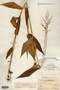 Dichanthelium latifolium image