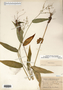 Dichanthelium latifolium image