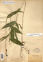 Dichanthelium latifolium image