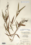 Dichanthelium oligosanthes image