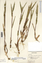 Dichanthelium oligosanthes image