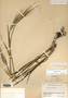 Triticum aestivum image