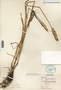 Triticum aestivum image