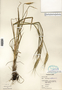 Triticum aestivum image
