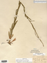 Boechera stricta image