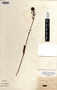 Platanthera ciliaris image