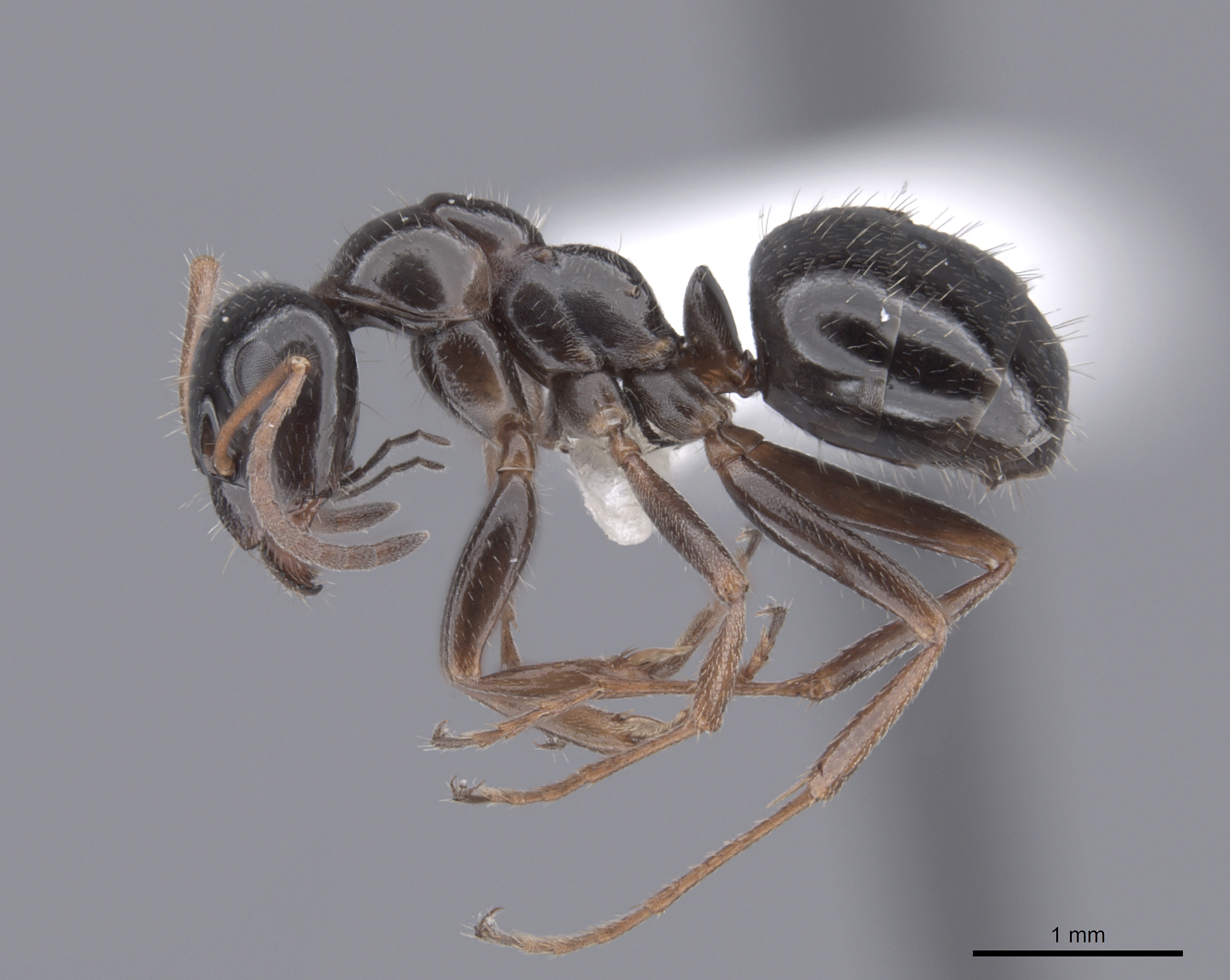 Formica lasioides image
