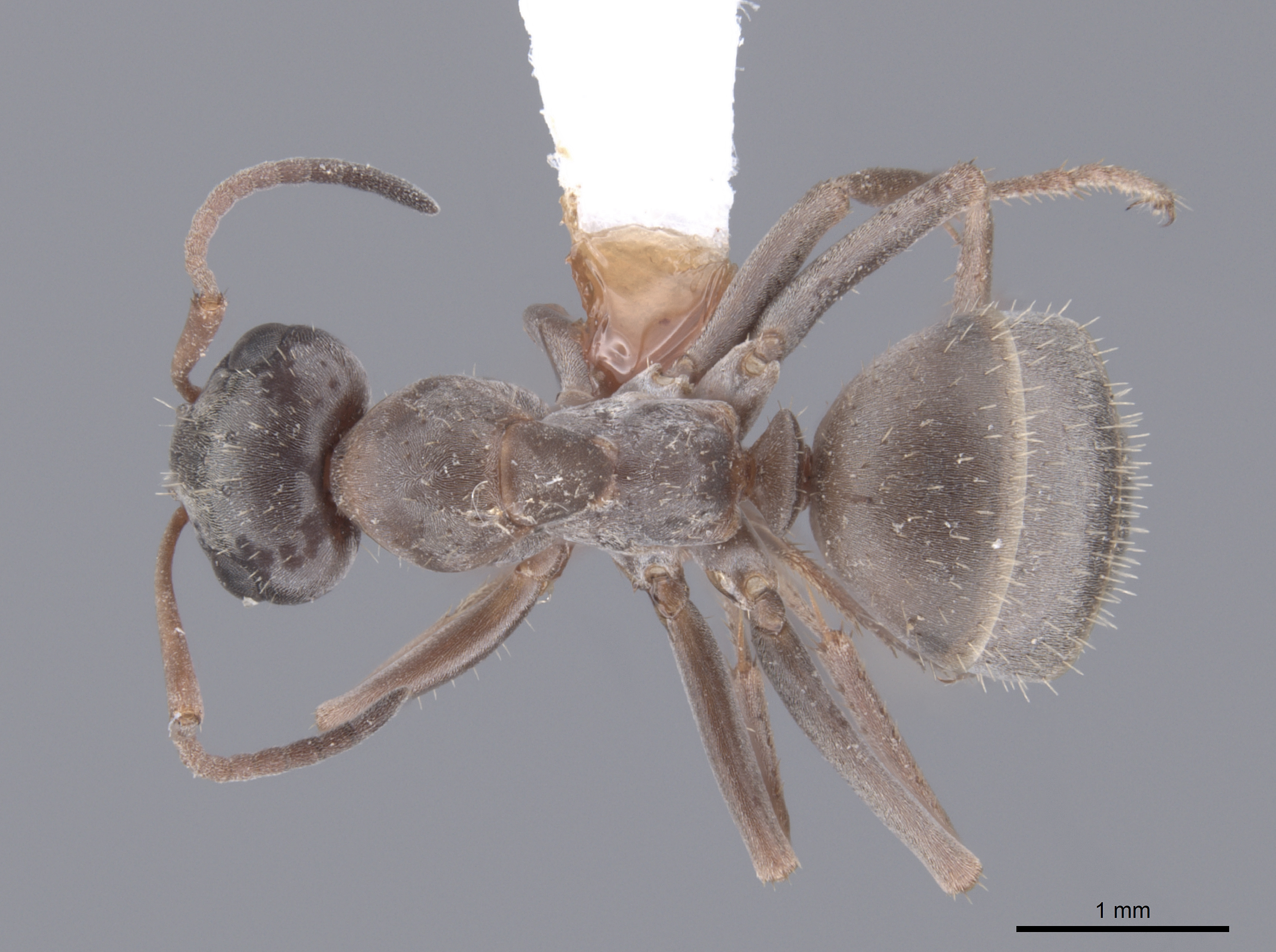 Formica montana thumbnail