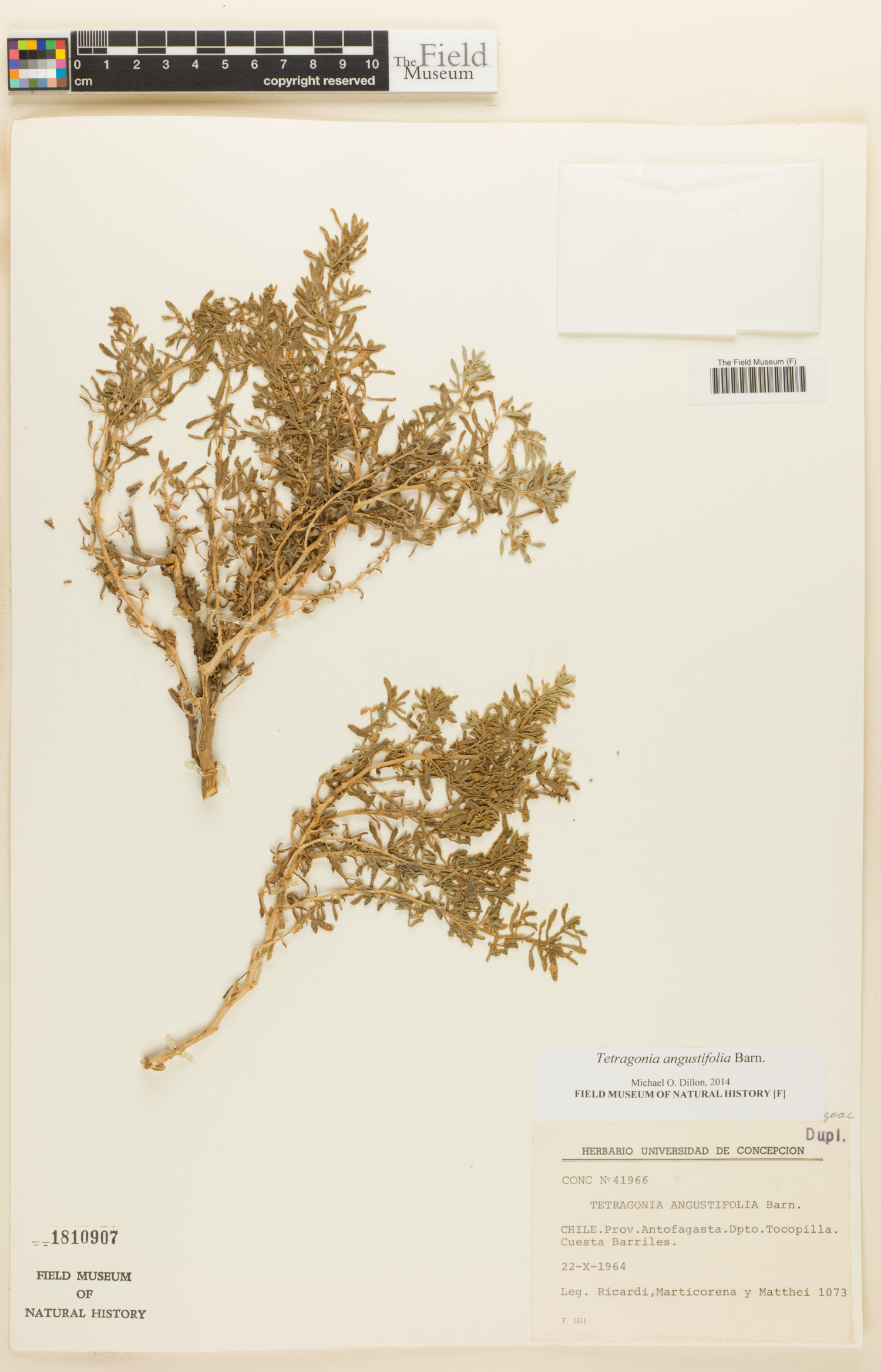 Tetragonia angustifolia image