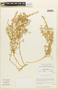 Tetragonia angustifolia image