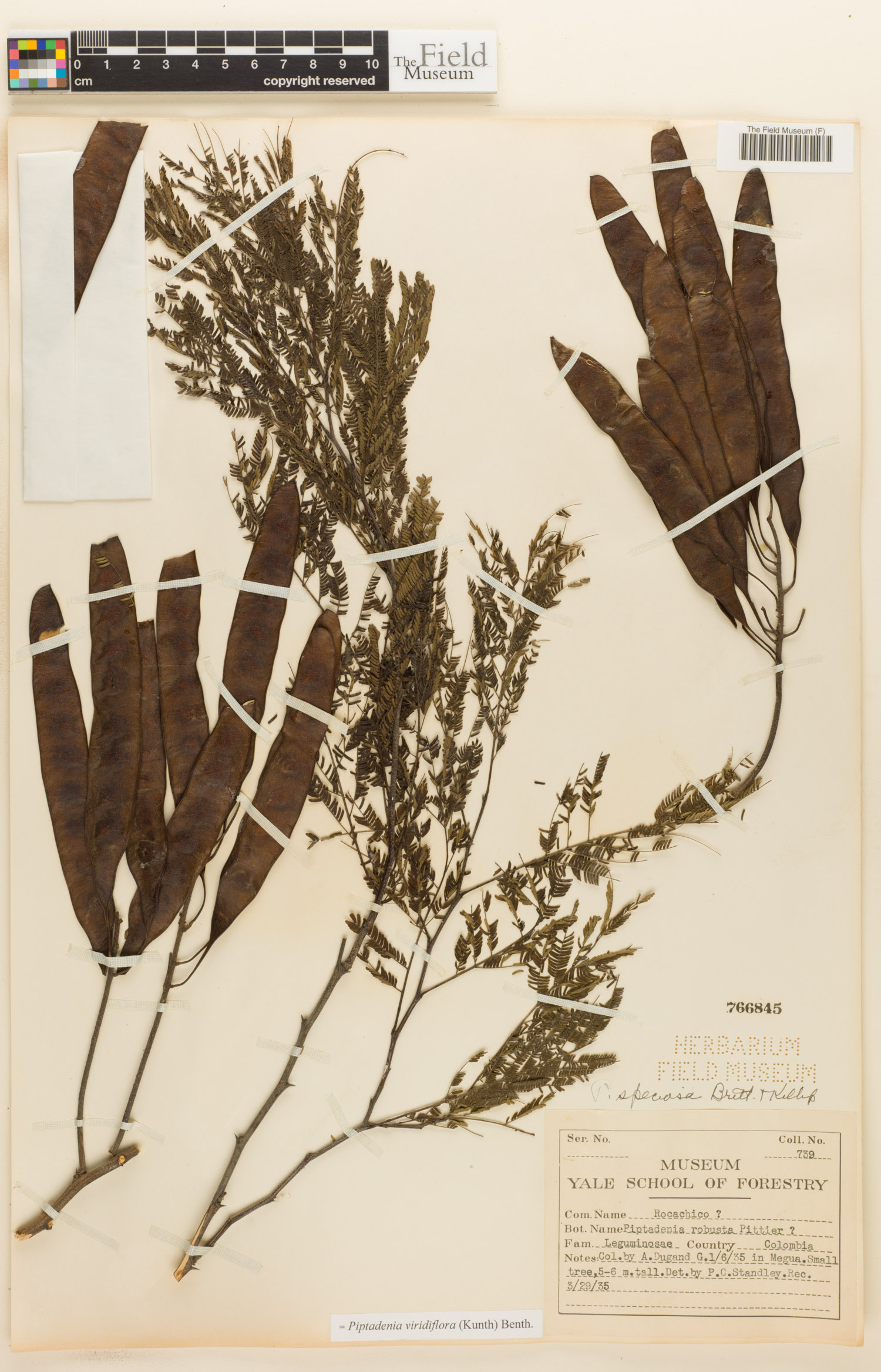 Piptadenia viridiflora image