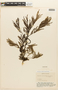 Piptadenia viridiflora image