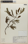 Piptadenia viridiflora image