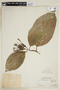 Coussarea tenuiflora image