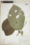 Coussarea tenuiflora image