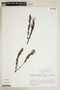 Declieuxia cordigera var. angustifolia image