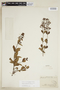 Declieuxia cordigera var. angustifolia image