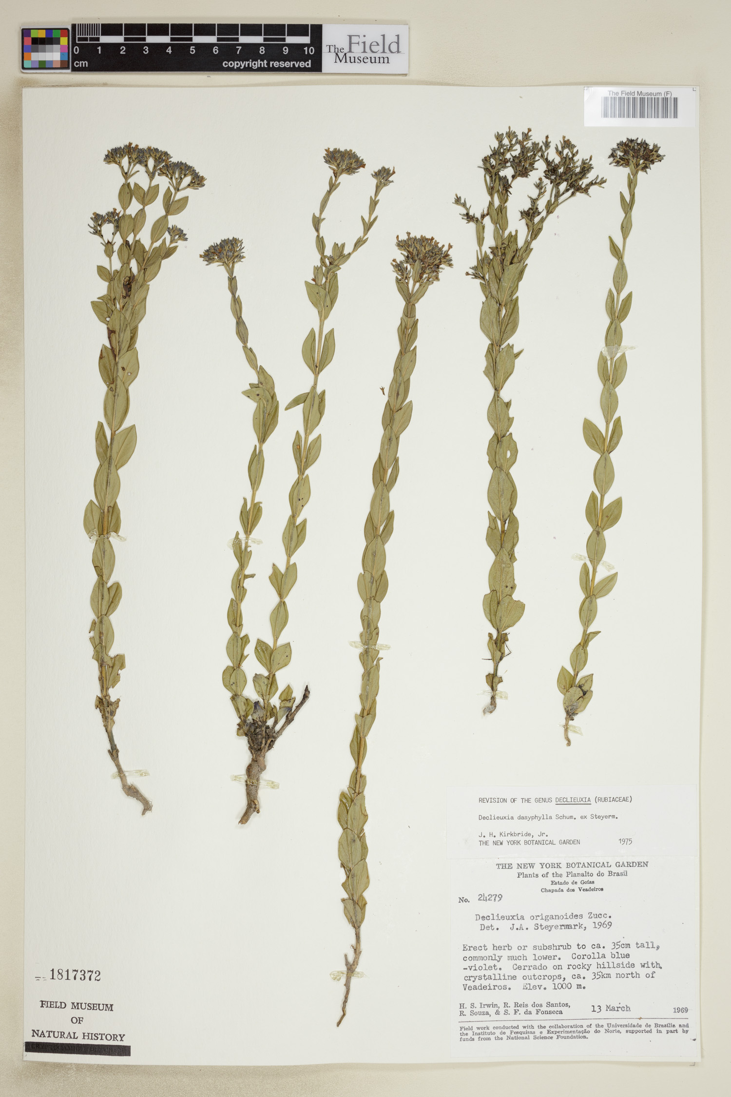 Declieuxia dasyphylla image