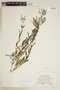 Declieuxia fruticosa image