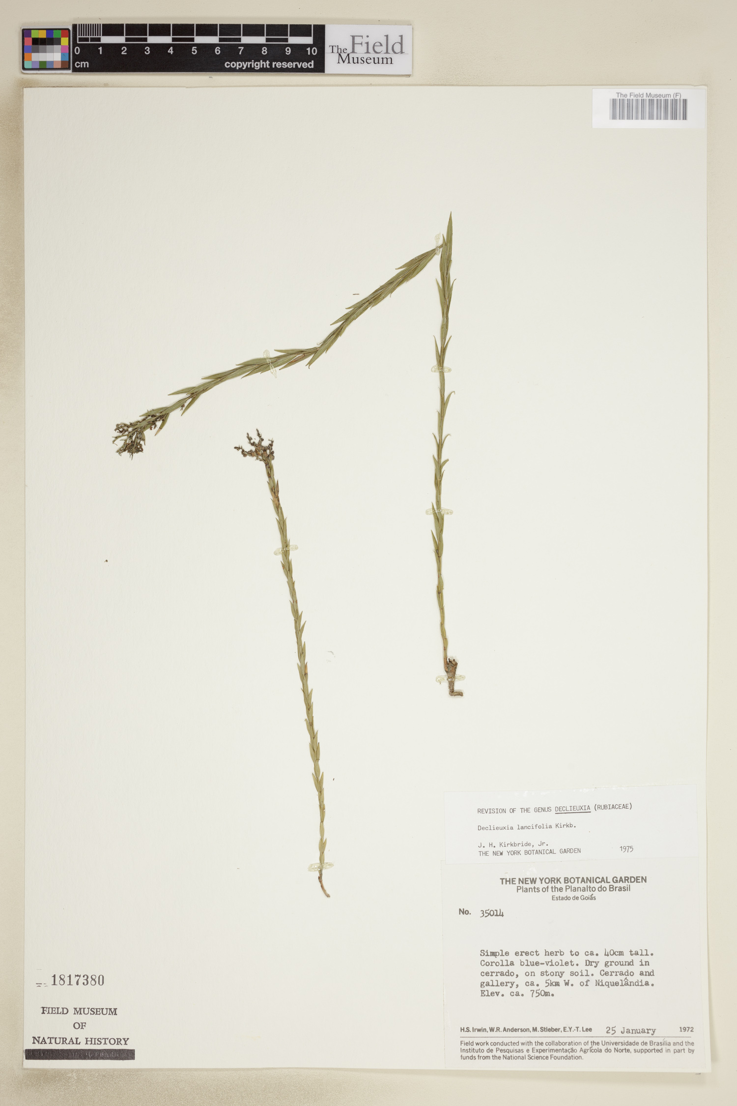 Declieuxia lancifolia image