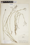 Declieuxia oenanthoides image