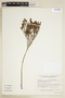 Declieuxia spergulifolia image