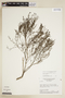 Declieuxia spergulifolia image