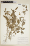 Declieuxia tenuiflora image