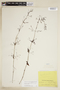 Declieuxia tenuiflora image