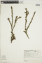 Diodia apiculata image