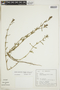 Diodia apiculata image