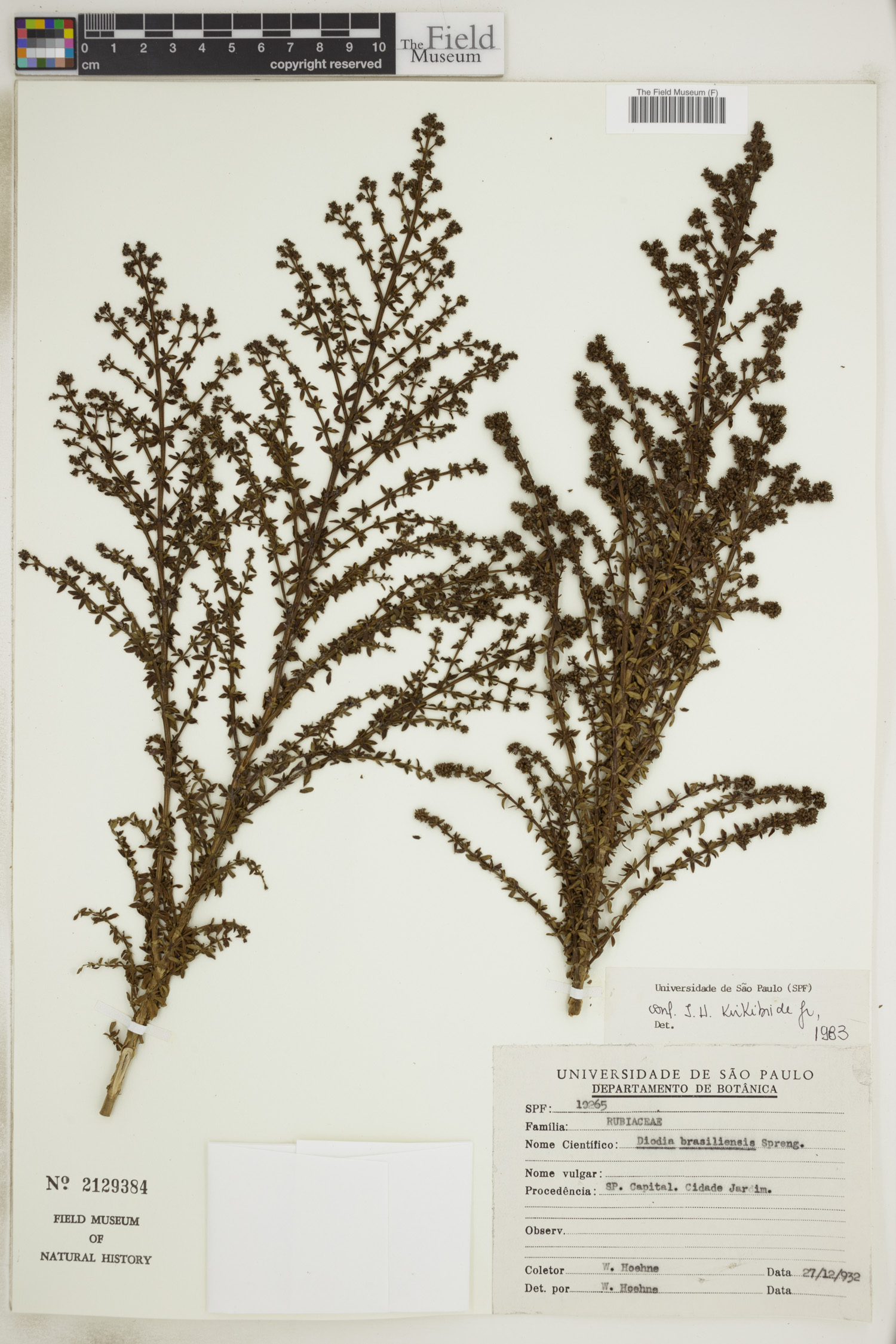 Diodia image