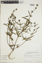Spermacoce palustris image