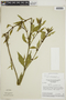 Spermacoce palustris image