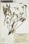Diodia hyssopifolia image
