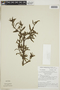 Diodia hyssopifolia image