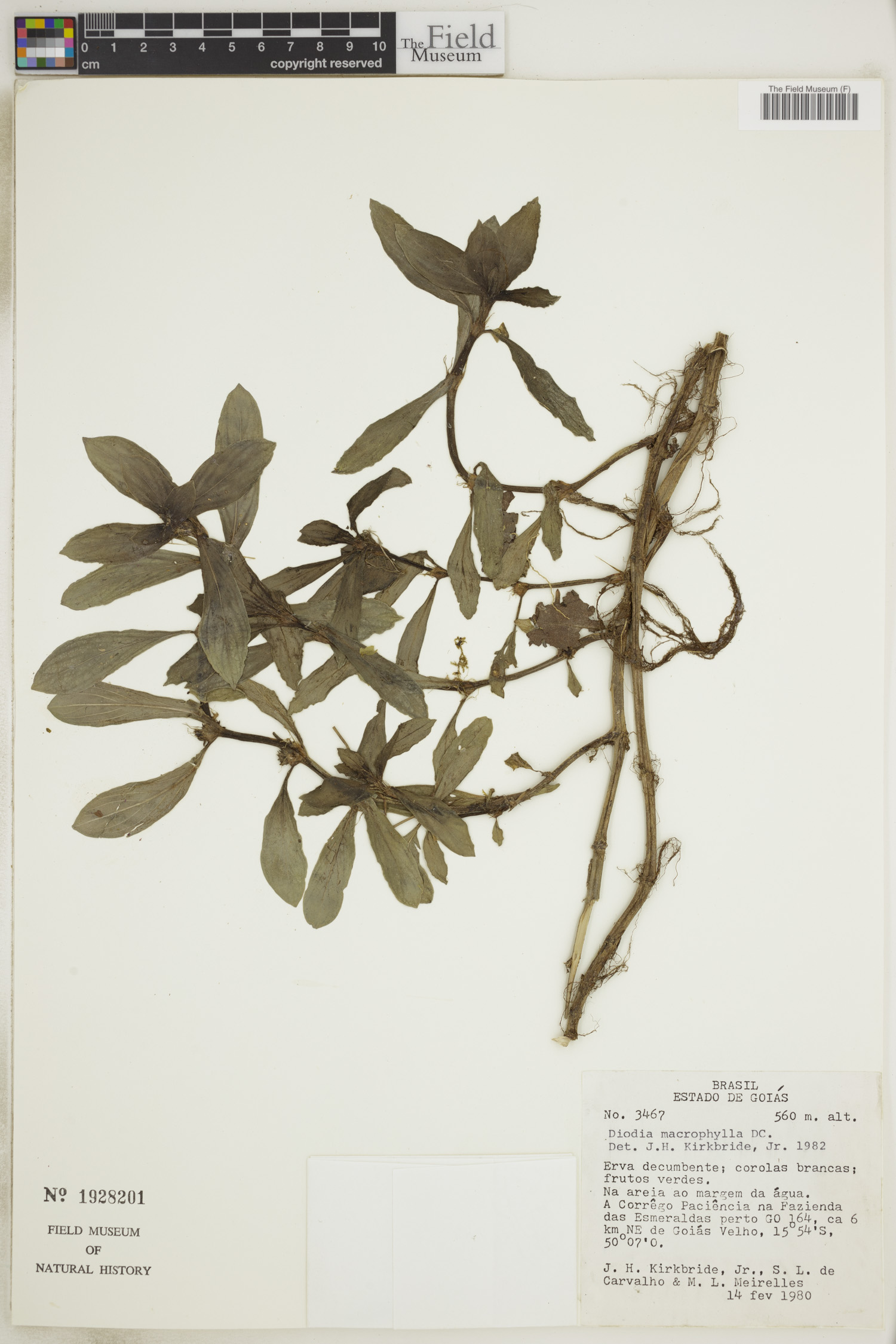 Diodia macrophylla image