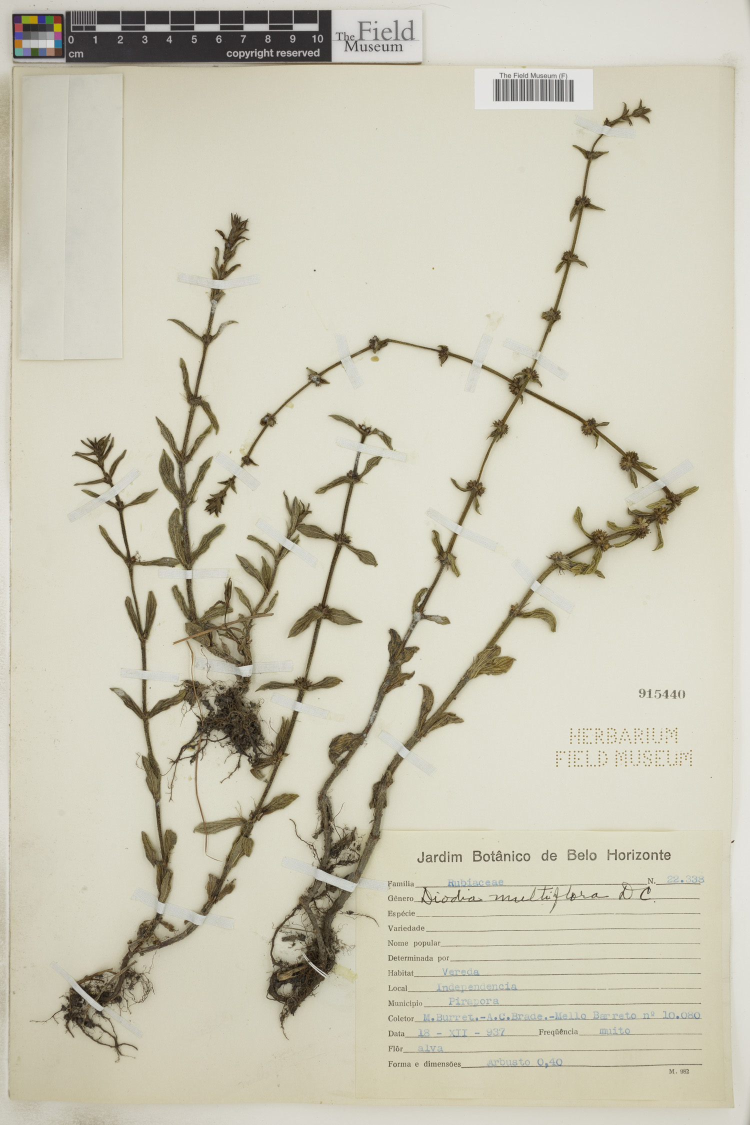 Diodia multiflora image