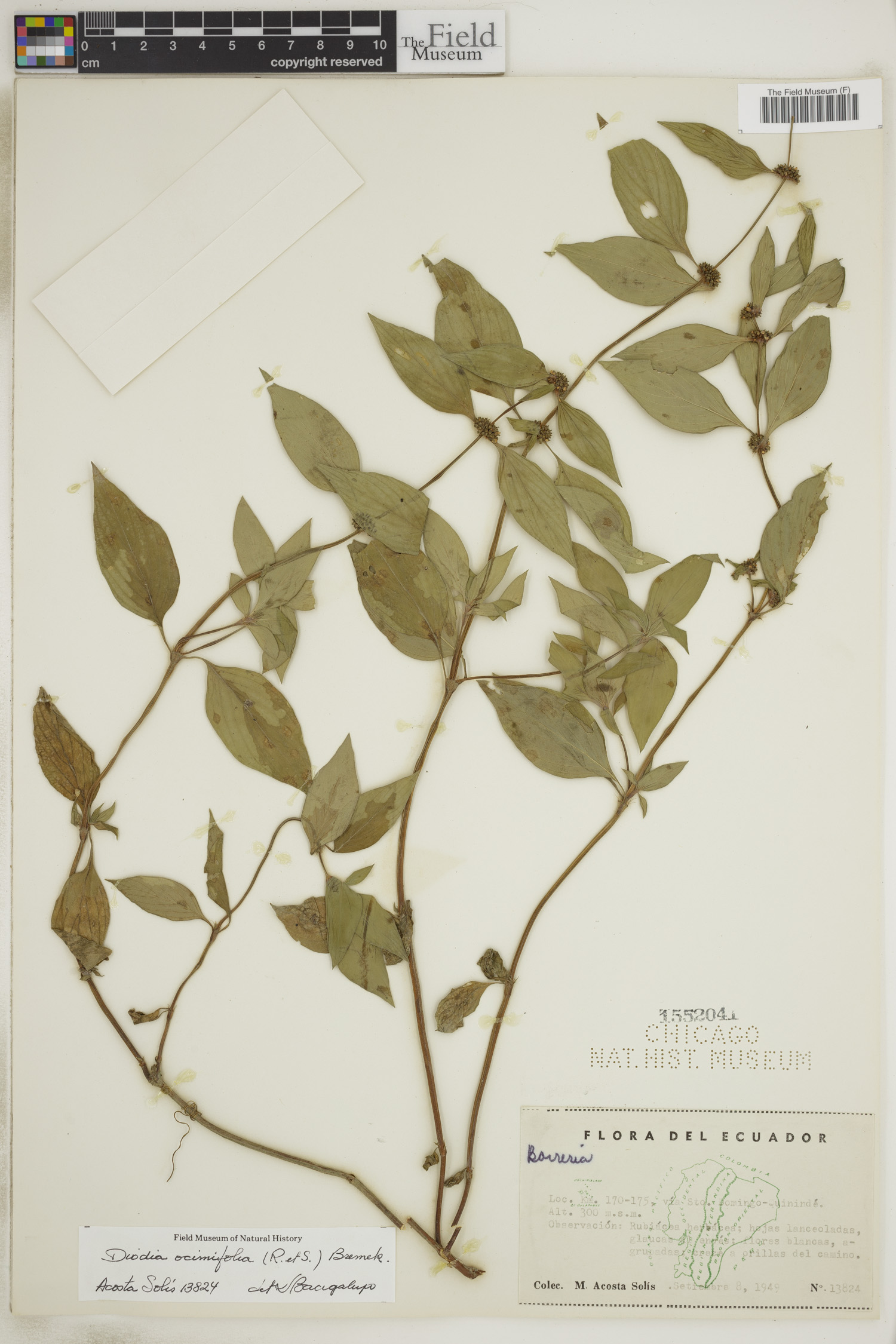 Diodia ocymifolia image