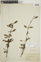 Diodia ocymifolia image