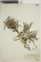 Galianthe brasiliensis subsp. angulata image